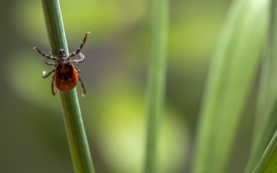 Ticks and Lyme Disease: What you need to know!
