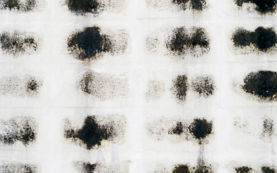 Dealing With Mold: Natural Solutions for You and Your Home